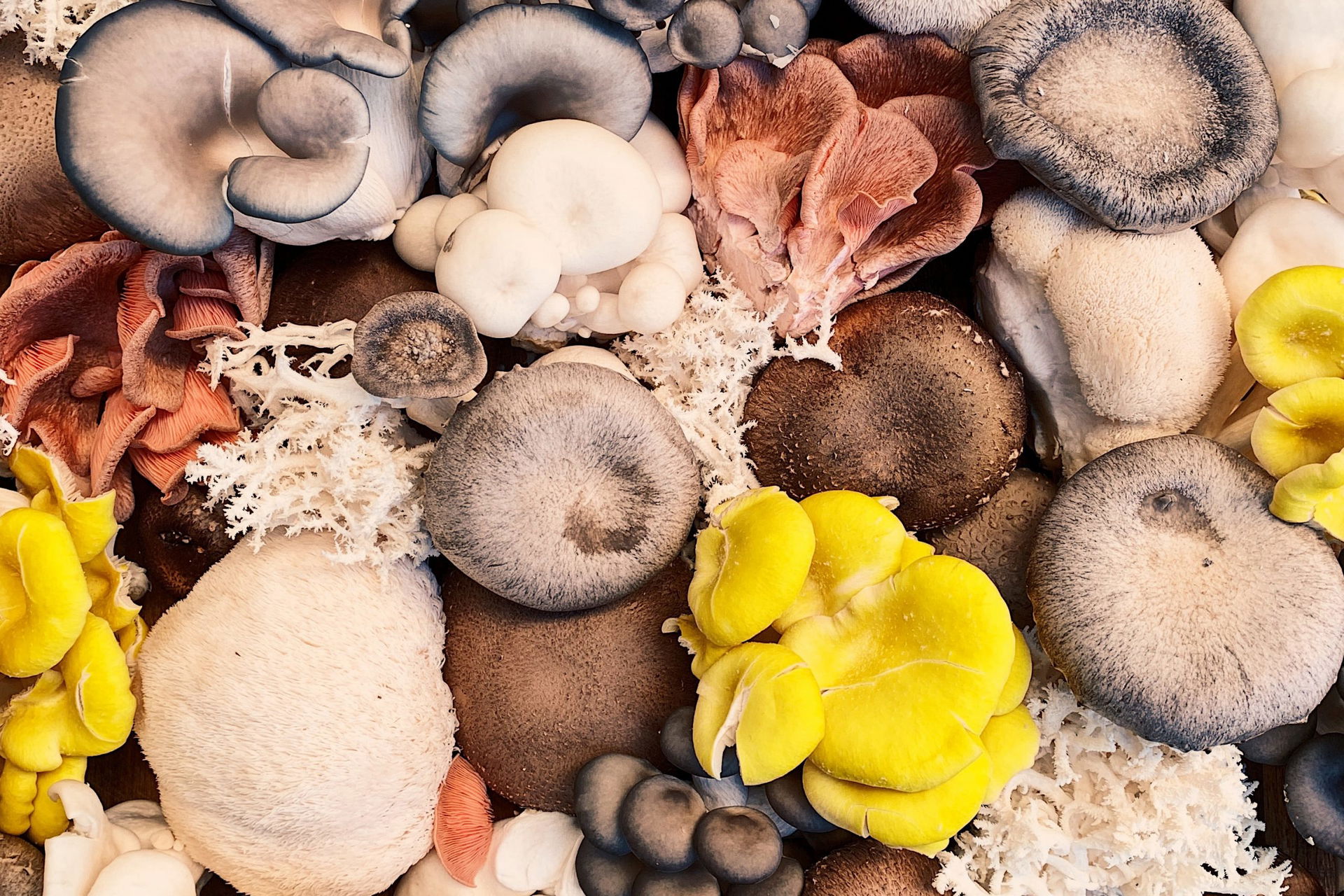 All About Adaptogenic Mushrooms